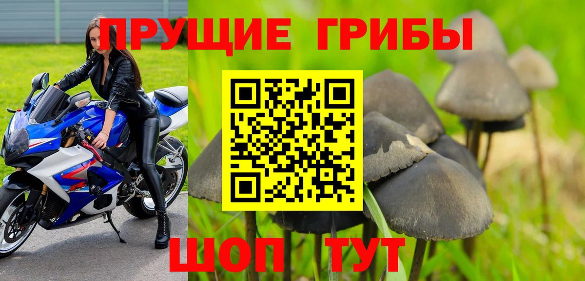 что такое наркотик  Псилоцибиновые грибы Psilocybe  Вход с VPN  Кузнецк  Галлюциногенные грибы GOLDEN TEACHER 